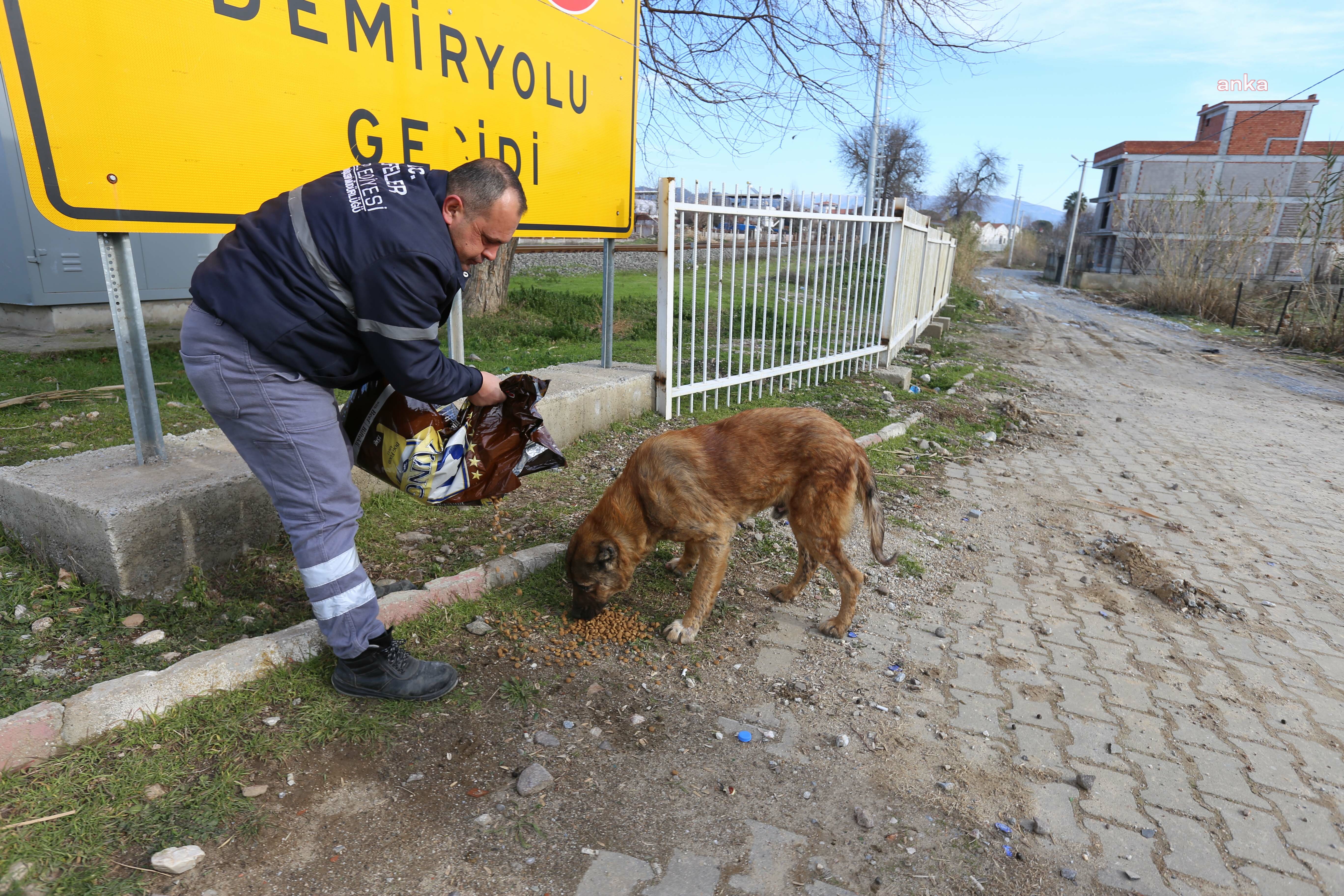 EFELER BELEDİYESİ SOKAK HAYVANLARINA YARDIM EDİYOR