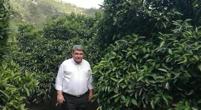 CHP’Lİ GÖÇEL: AŞIRI SICAKLAR NARENCİYEYİ VURDU