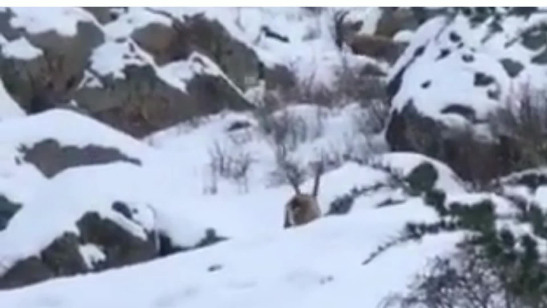 YİYECEK BULMAKTA ZORLANAN DAĞ KEÇİLERİ ALADAĞLAR'IN ETEKLERİNE İNDİ