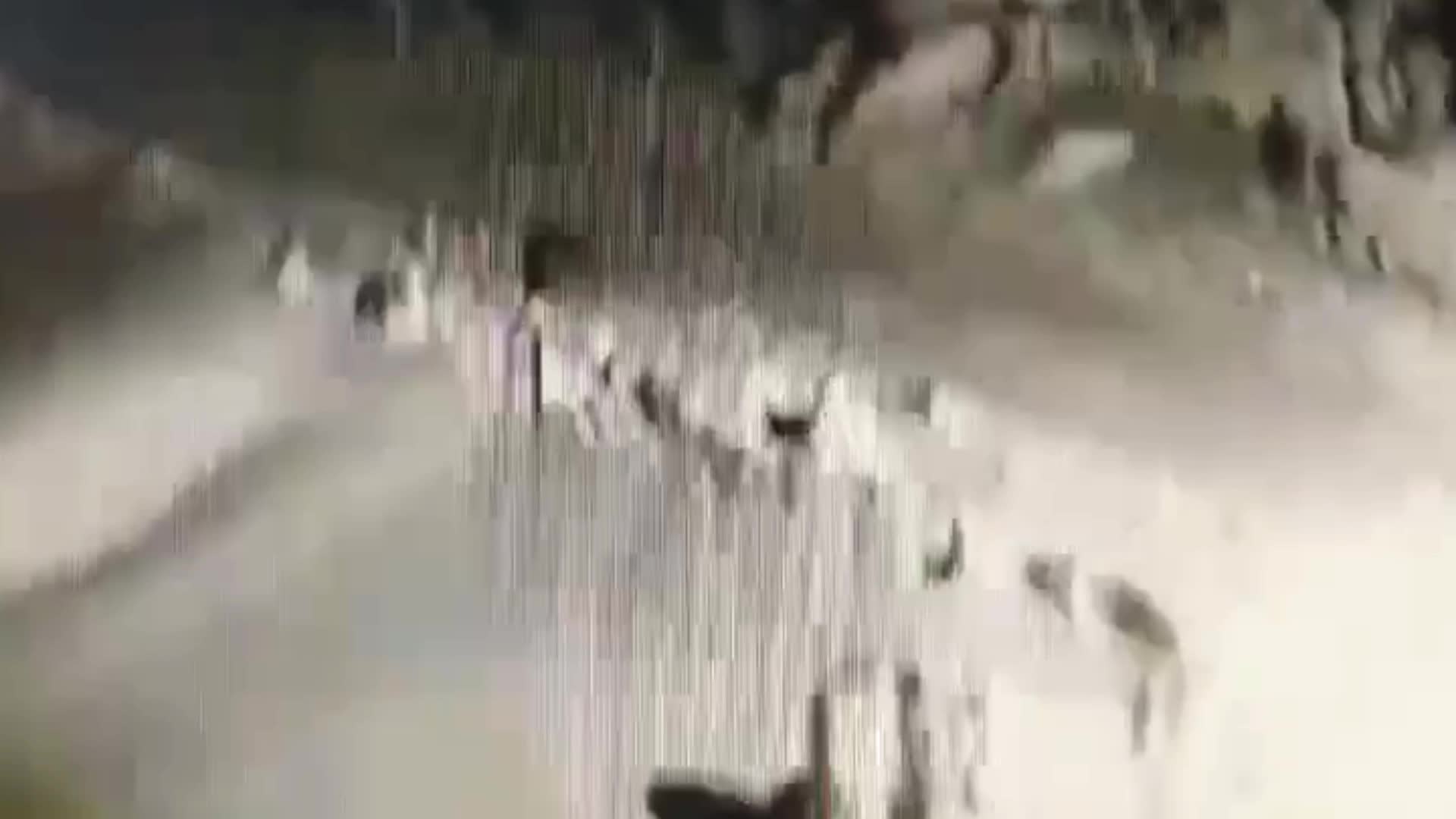 NİĞDE'DE AÇ KALAN KURT KÖYE İNDİ