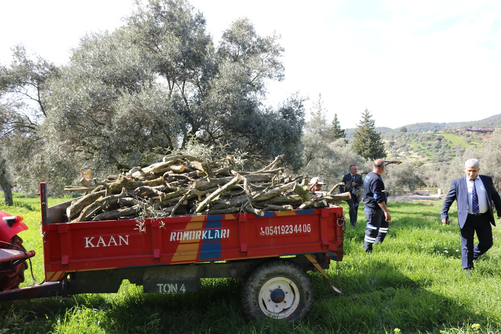 BODRUM'DA BUDANAN ZEYTİN AĞAÇLARI, İHTİYAÇ SAHİPLERİNİN YÜZÜNÜ GÜLDÜRECEK