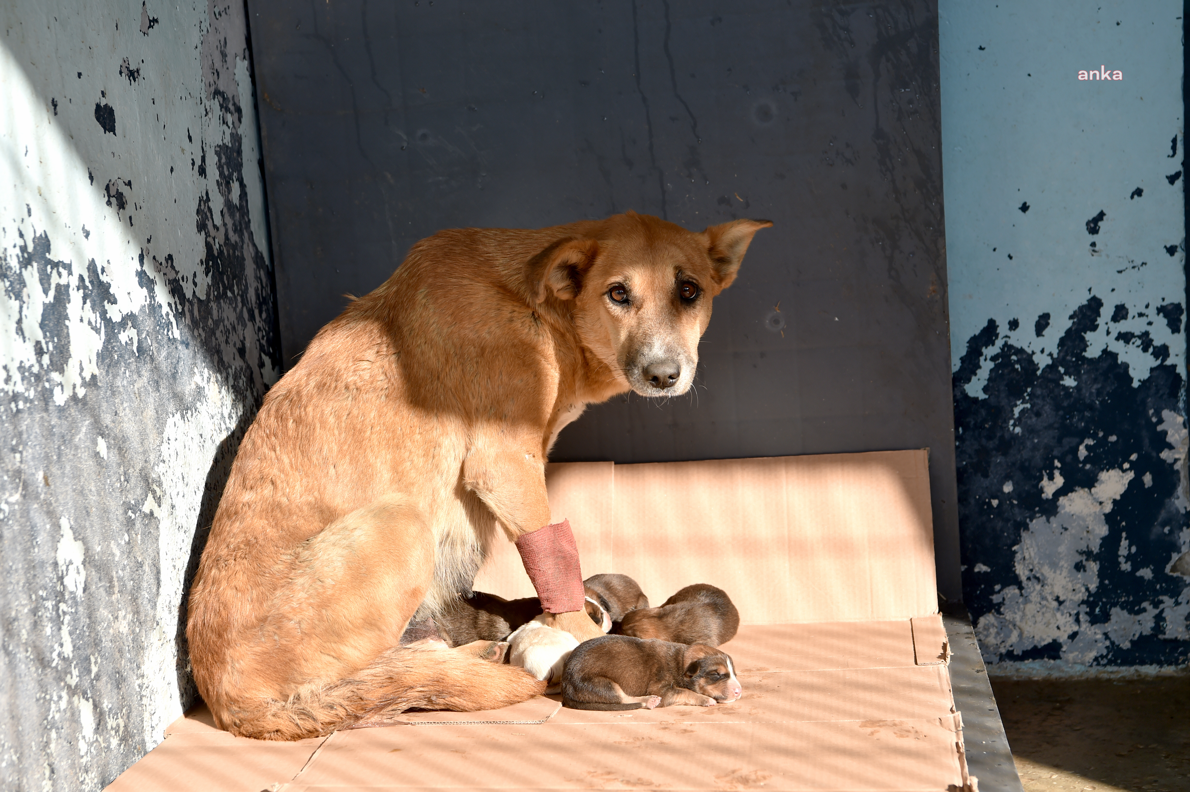 AVCILAR BELEDİYESİ'NİN KURTARDIĞI HAMİLE KÖPEK 5 YAVRU DÜNYAYA GETİRDİ