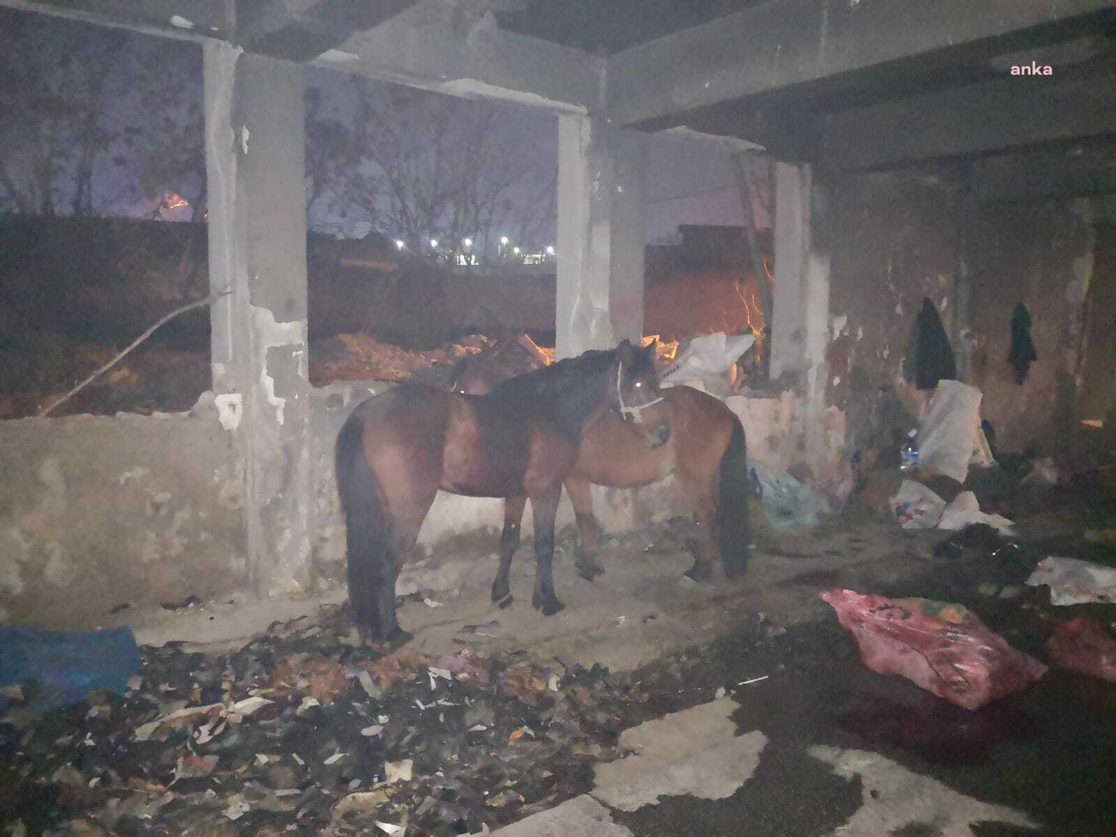 KONAK’TA KESİLMEK İSTENEN KATIR VE EŞEKLER KURTARILDI