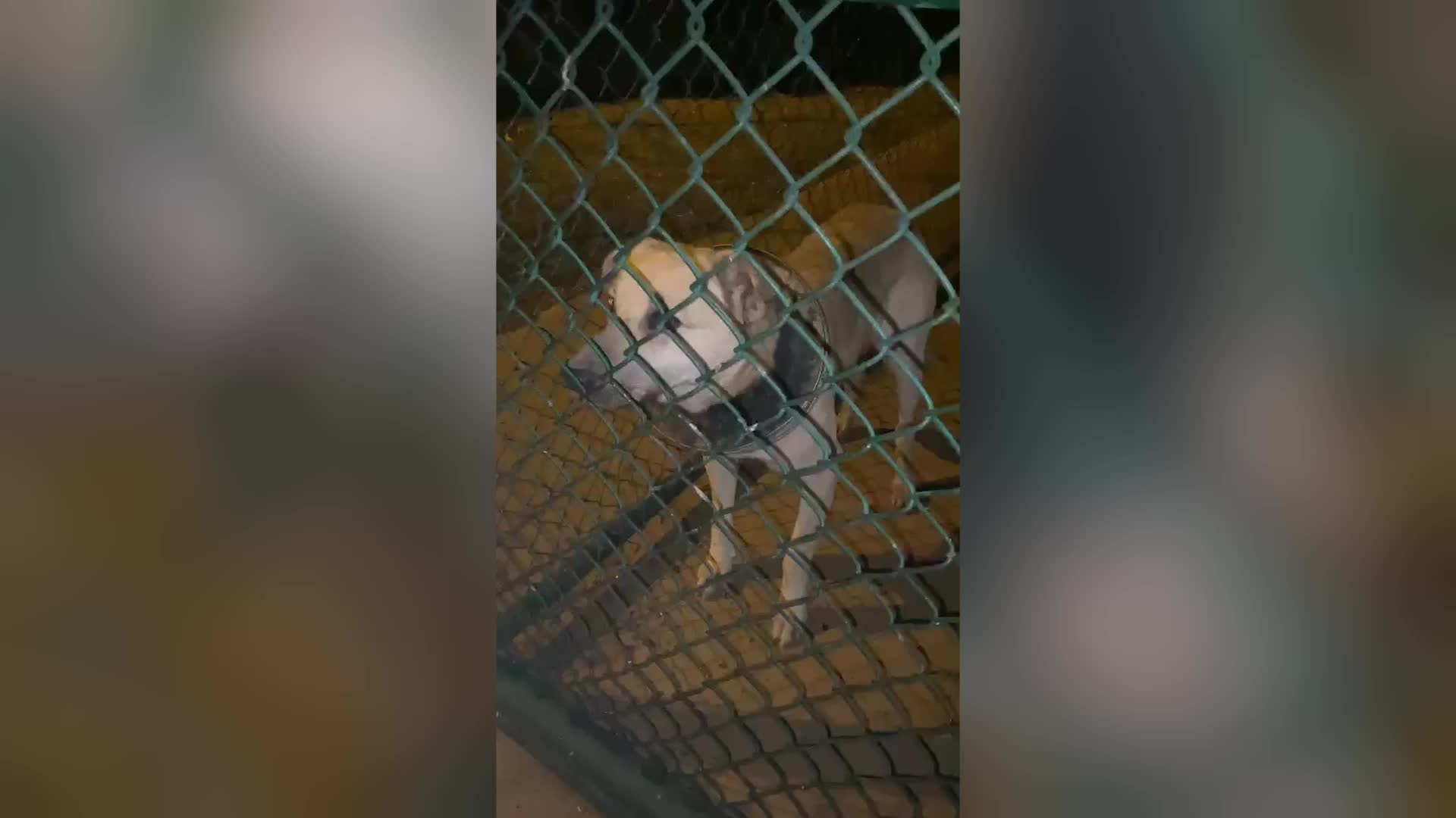 KIRIKKALE’DE BOYNUNA DEMİR HALKA SIKIŞAN KÖPEK KURTARILDI