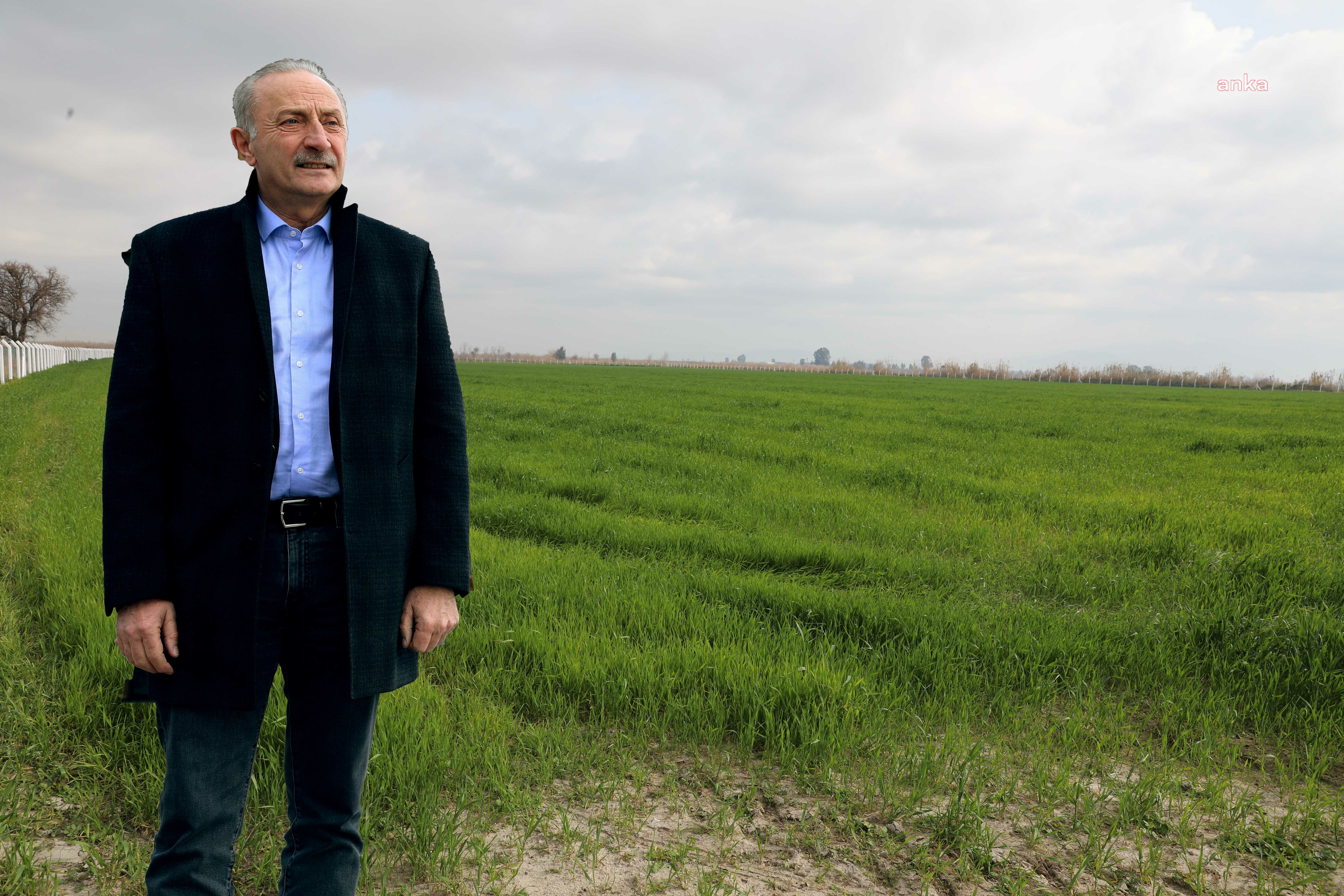 DİDİM BELEDİYESİ'NİN EKTİĞİ BUĞDAYLAR YEŞERMEYE BAŞLADI
