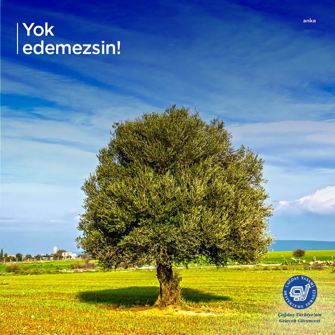 ÇYDD:” ZEYTİNİMİZ ULUSAL VARLIĞIMIZDIR”