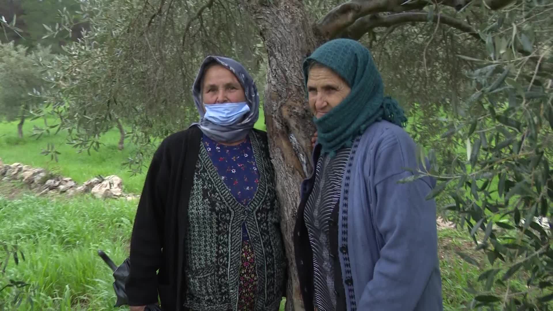AKBELEN’DE ZEYTİN AĞACINA SARILAN YAŞLI KADINLAR: “ZEYTİNİMİZİ KESTİRMEYECEĞİZ. ZEYTİN CANLARIMIZ, BİZ BUNUN İÇİN YAŞIYORUZ”