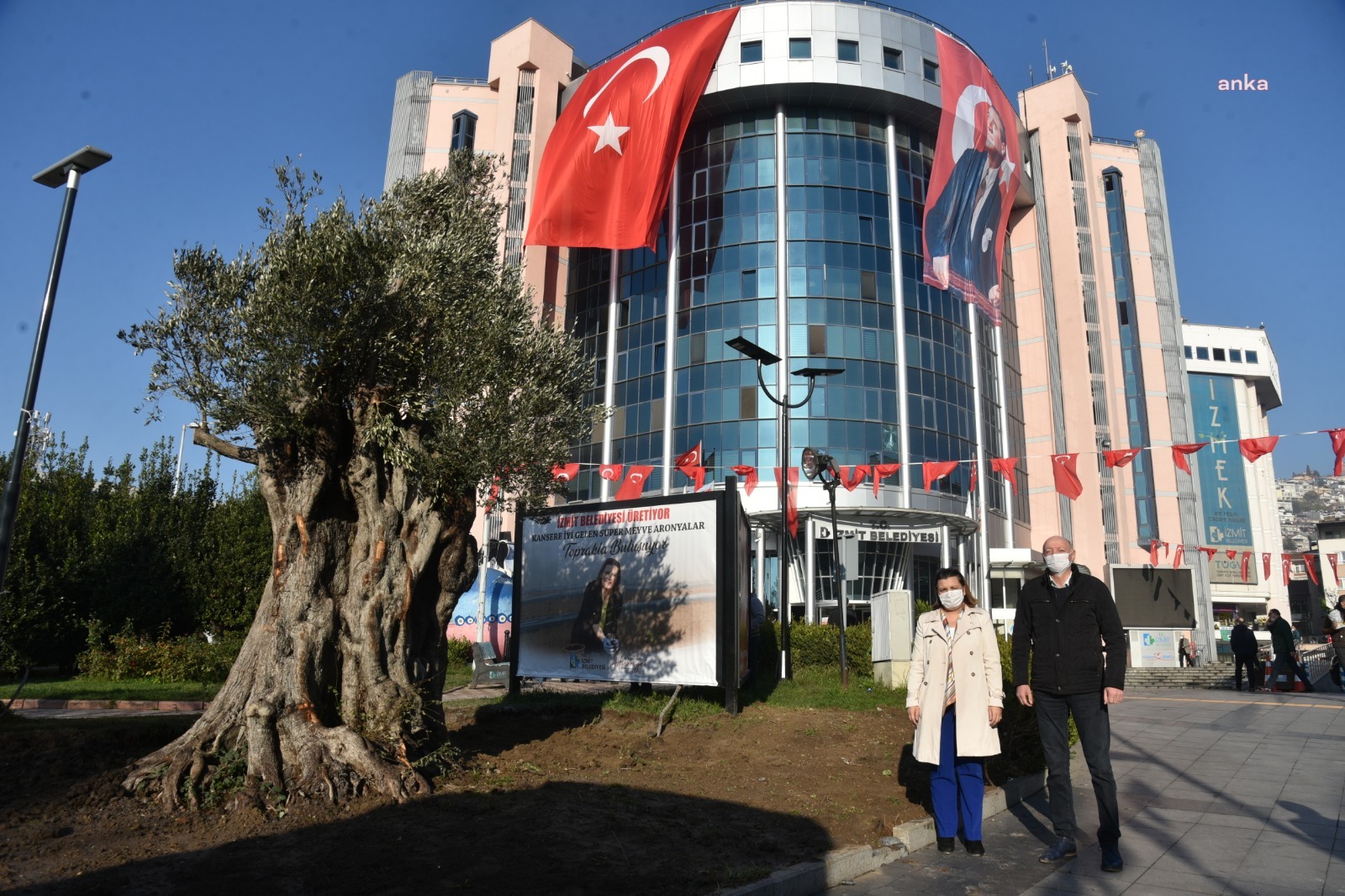 İZMİT BELEDİYESİ ZEYTİNLİKLERE SAHİP ÇIKIYOR