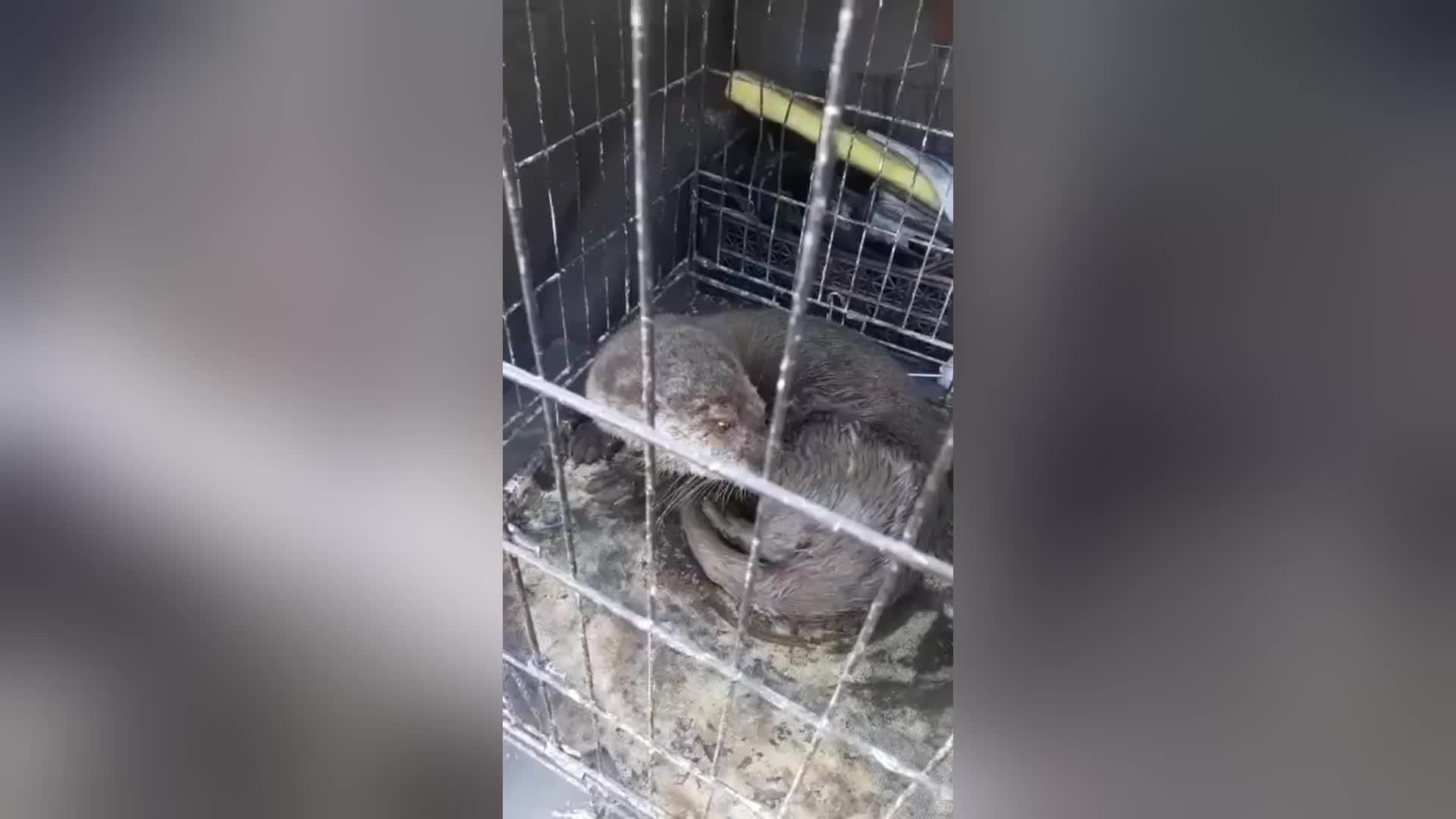KIRIKKALE’DE SOKAK KÖPEKLERİNİN SALDIRDIĞI SU SAMURU TEDAVİ ALTINDA