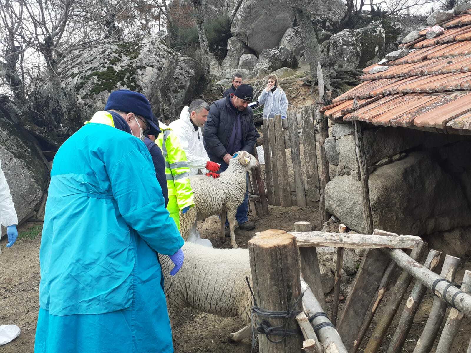 İZMİT BELEDİYESİ’NDEN ÜRETİCİYE KÜÇÜKBAŞ HAYVAN DESTEĞİ