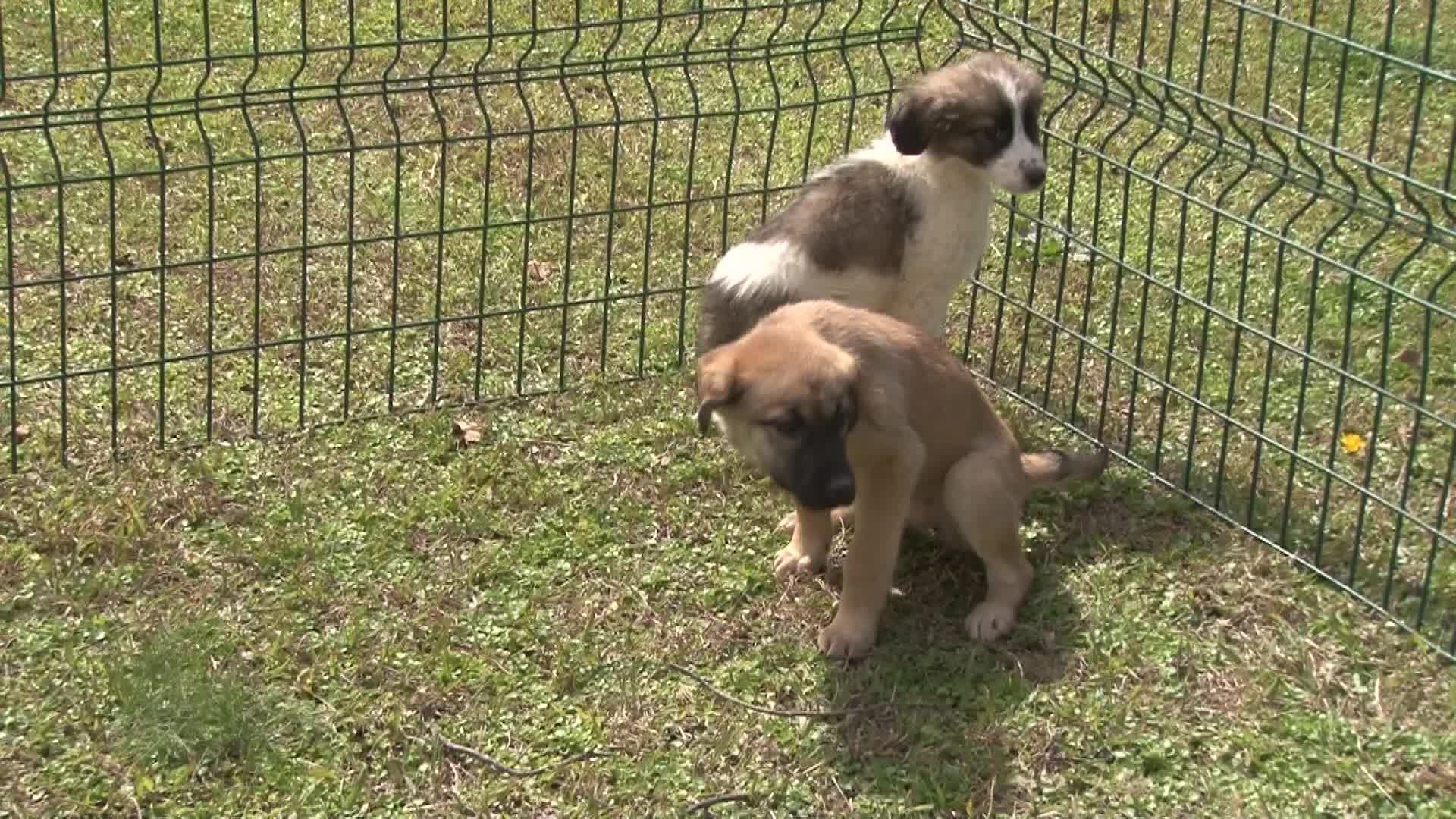 İZMİR'DE SAHİPSİZ SOKAK KÖPEKLERİ İÇİN REHABİLİTASYON HİZMETİ BAŞLADI