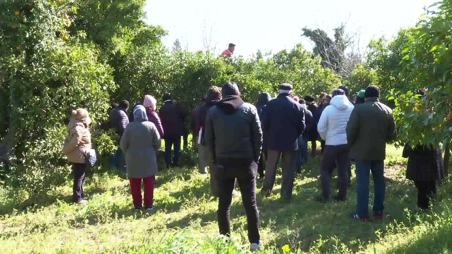 ANTALYA BÜYÜKŞEHİR'DEN ÜRETİCİYE UYGULAMALI AĞAÇ BUDAMA VE AŞILAMA EĞİTİMİ