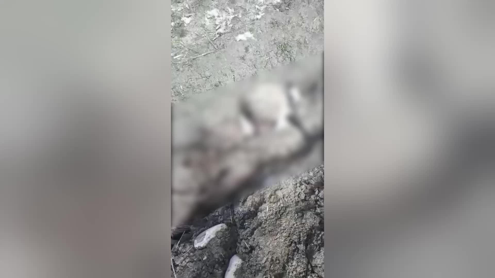 SİNOP’TA 21 KOYUNU ÖLEN VATANDAŞ MAĞDUR OLDU