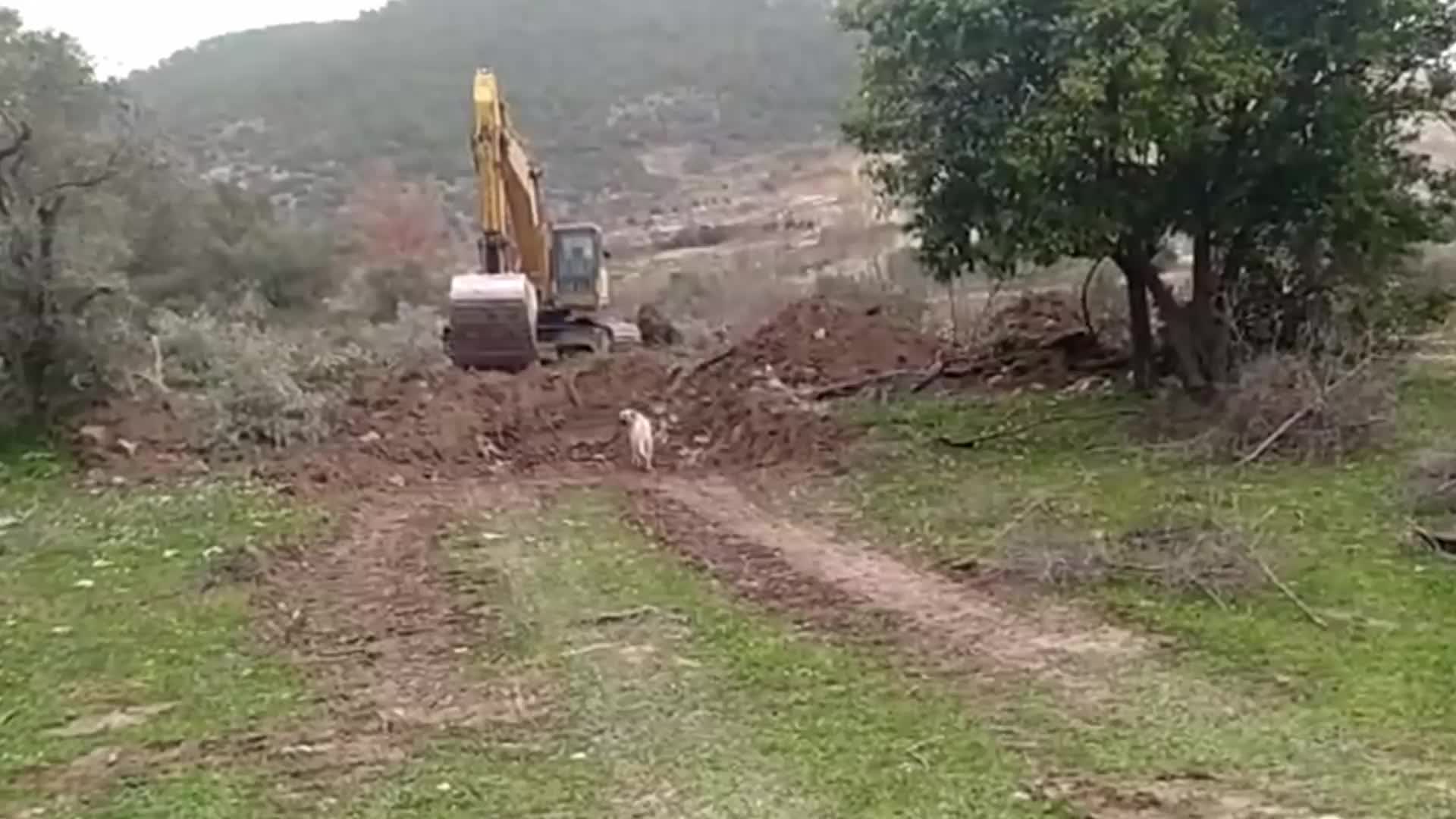 MİLAS İKİZKÖY'DE ZEYTİN AĞAÇLARININ KESİMİ BAŞLADI, KÖYLÜLER VE ÇEVRECİLER İTİRAZ ETTİ, İKİ KİŞİ GÖZALTINA ALINDI