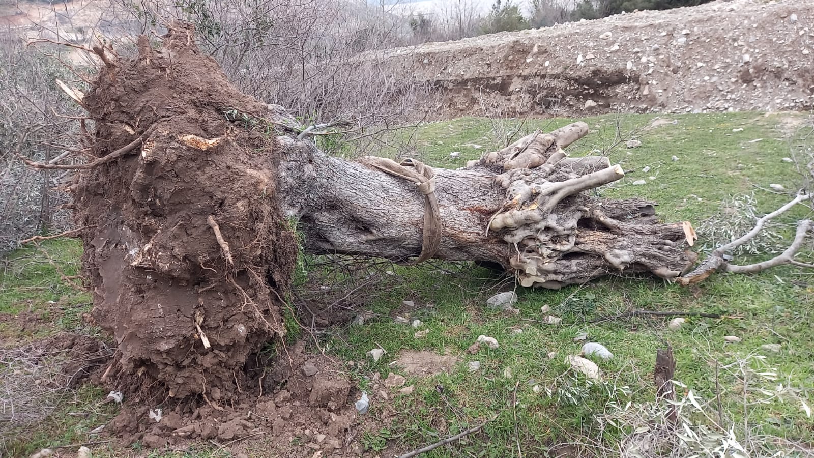 YK ENERJİ: 9 ZEYTİN AĞACI ZEYTİN PARK ALANINA TAŞINDI