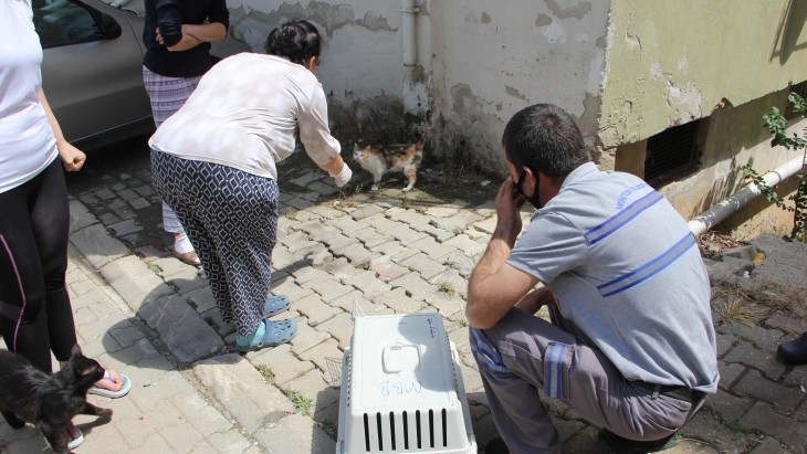 MENTEŞE'DE YAVRU KEDİ VAHŞETİ