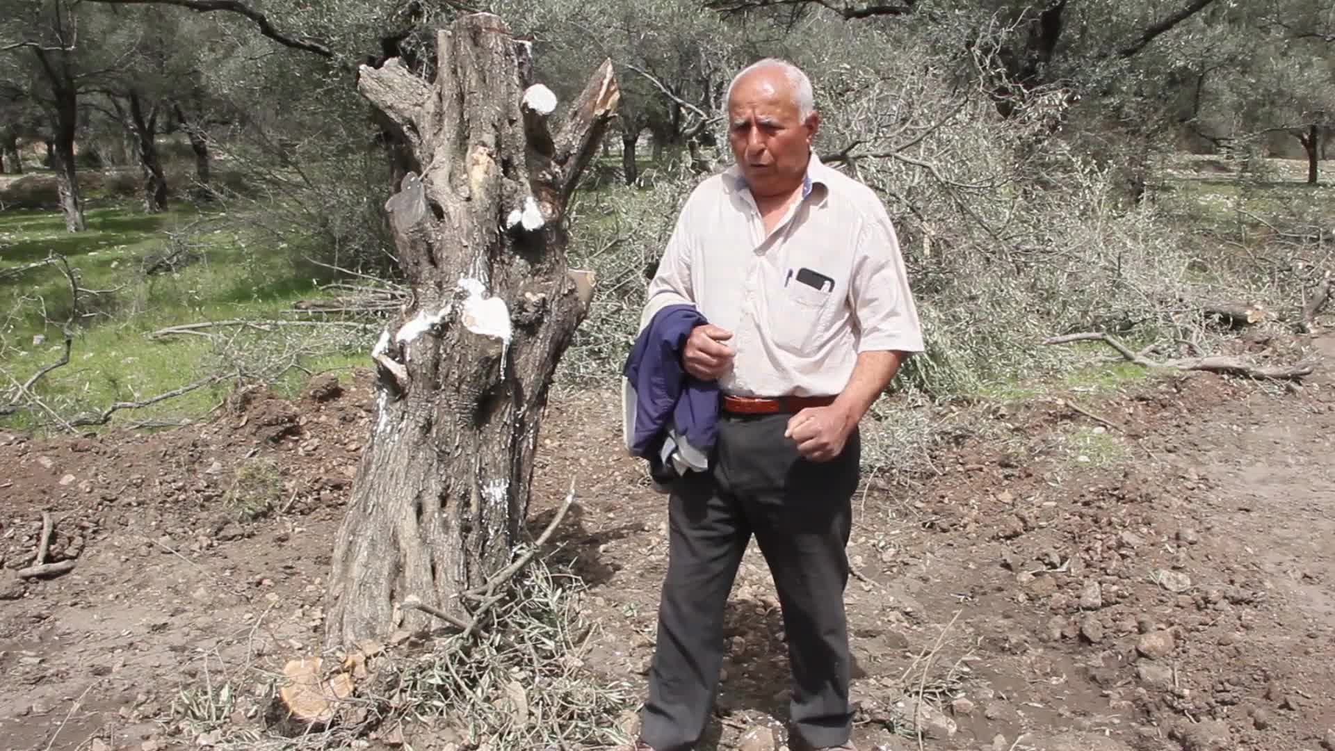 İKİZKÖY’DE SÖKÜLEN AĞAÇLAR ZEYTİN AĞAÇLARI YENİDEN DİKİLDİ… İKİZKÖYLÜ VATANDAŞ: “BU AĞAÇ EN AZ 100 YILLIK SÖKÜLÜP DİKİLMİŞ OLMASI, YAŞAYACAĞI ANLAMINA GELMEZ”