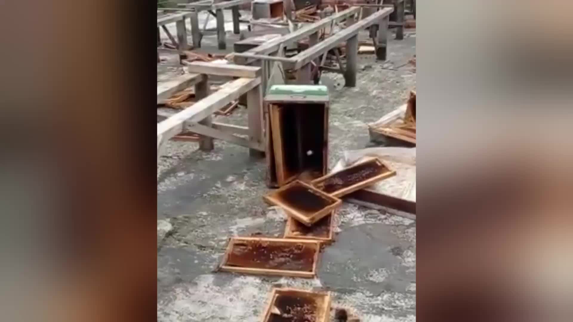 SİNOP’TA KÖYDE İKİ KATLI EVİN TERASINDAKİ ARI KOVANLARINI AYI PARÇALADI ÜRETİCİ ŞAŞKIN