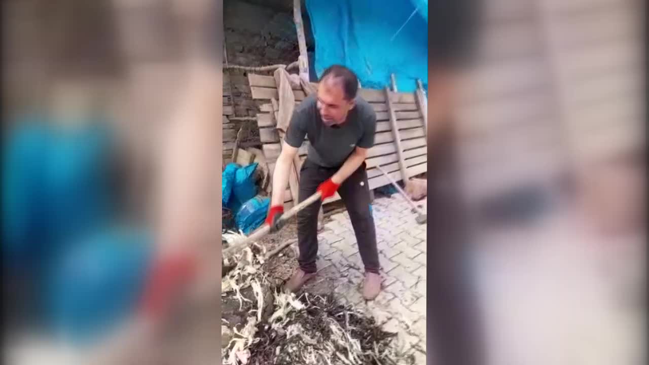 İZMİRLİ BESİCİ YEM ALAMADIĞI İÇİN HAYVANLARINA GEVEN OTU YEDİRİYOR: "YEM OLMUŞ 300 TL, BU ÇİFTÇİ NE YAPSIN"
