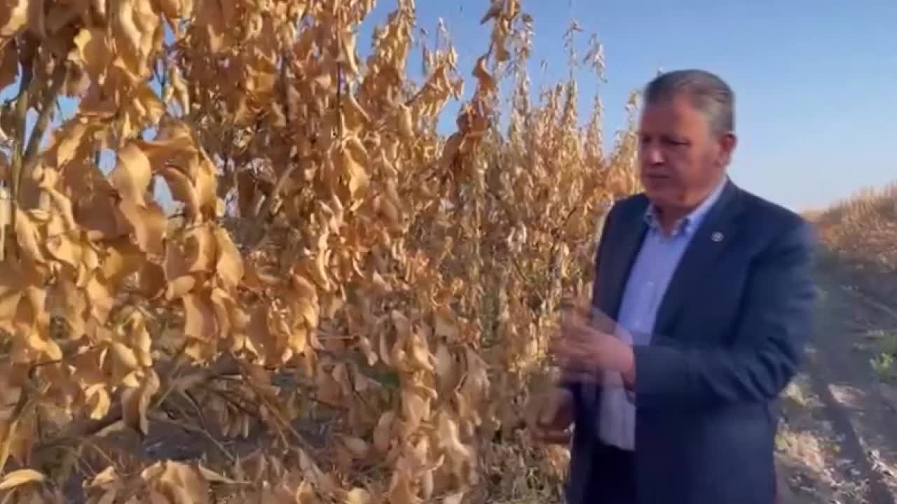 ZİRAİ DON NEDENİYLE ADANA'DAKİ LİMON AĞAÇLARI KURUDU
