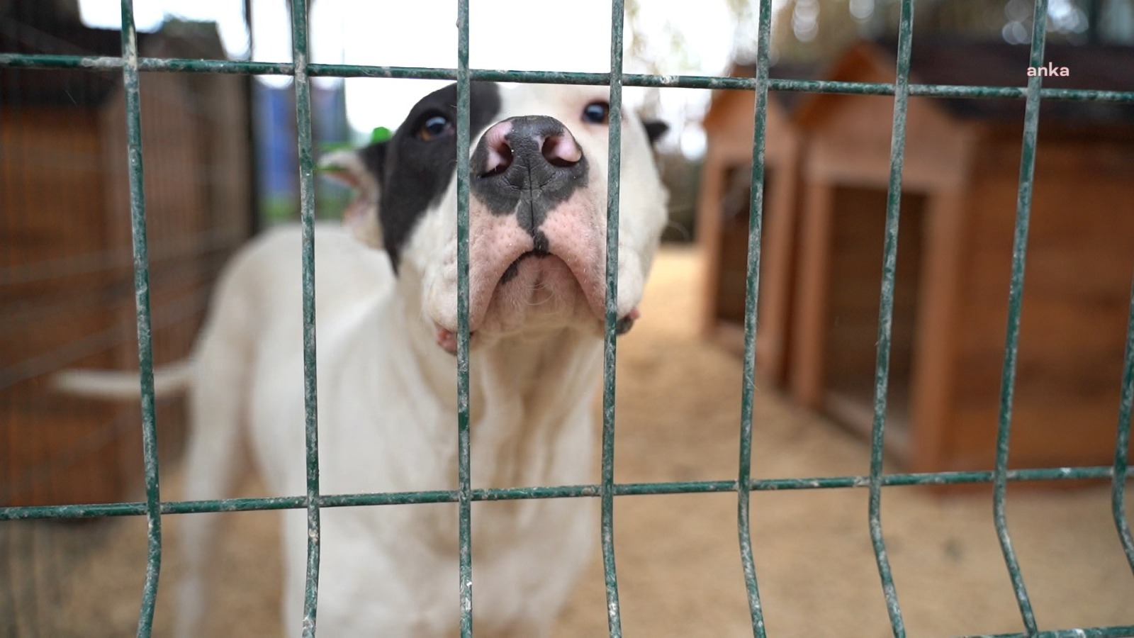 HATAY BÜYÜKŞEHİR, YASAKLI IRK KÖPEKLER İLE İLGİLİ YENİ GÜVENLİK TEDBİRLERİ ALDI