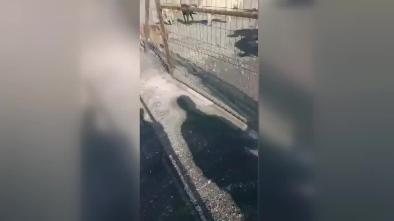 SİNCAN BELEDİYESİ'NE AİT BARINAKTA KÖPEKLERİN AÇLIKTAN BİRBİRİNE SALDIRDIĞI ORTAYA ÇIKTI