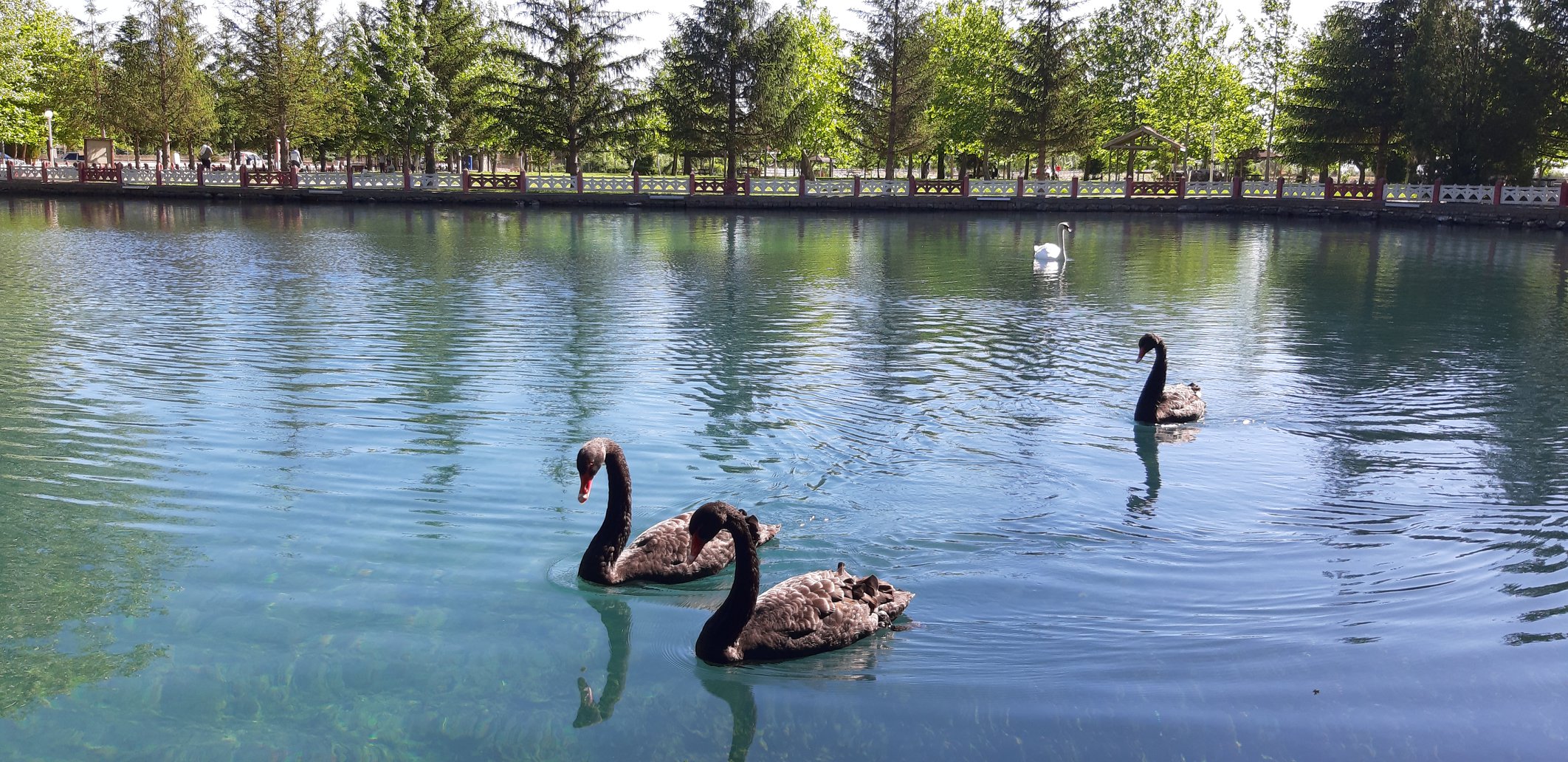 SEYDİŞEHİR KUĞULU PARK PİKNİKÇİLERE AÇILDI