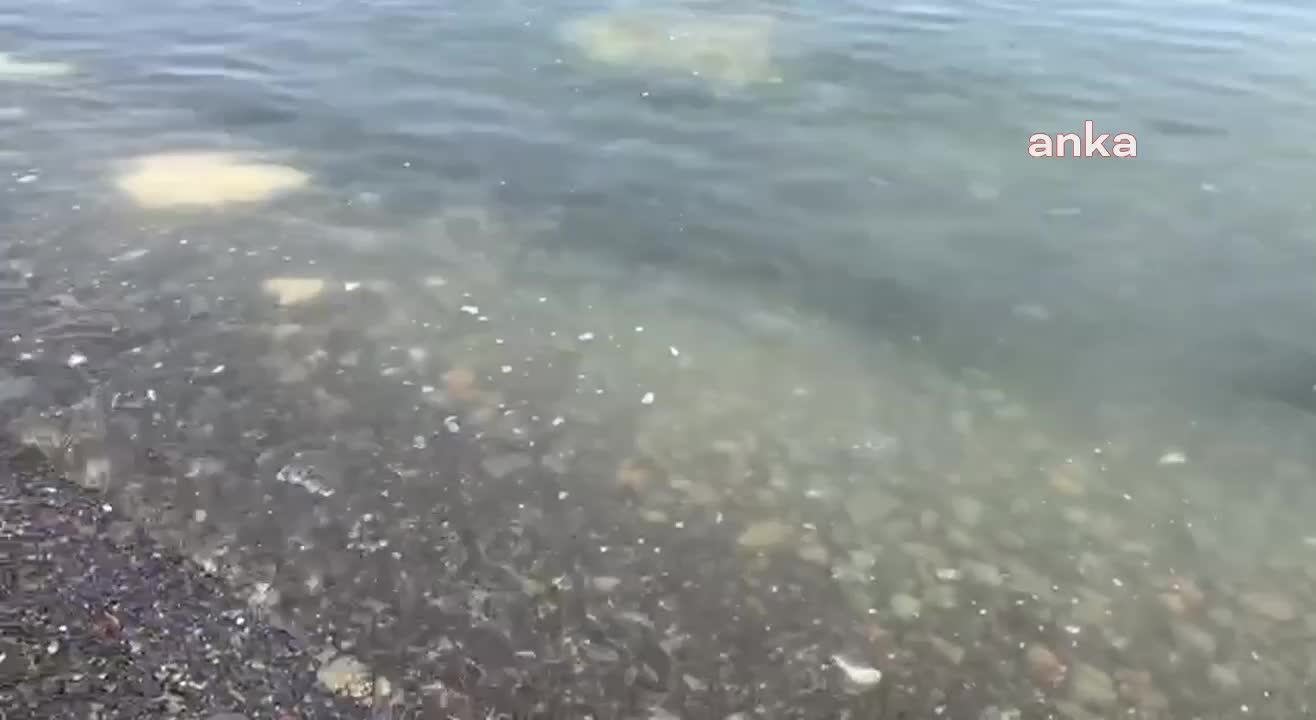 TEKİRDAĞ SAHİLLERİNDE MÜSİLAJ YENİDEN GÖRÜLMEYE BAŞLADI
