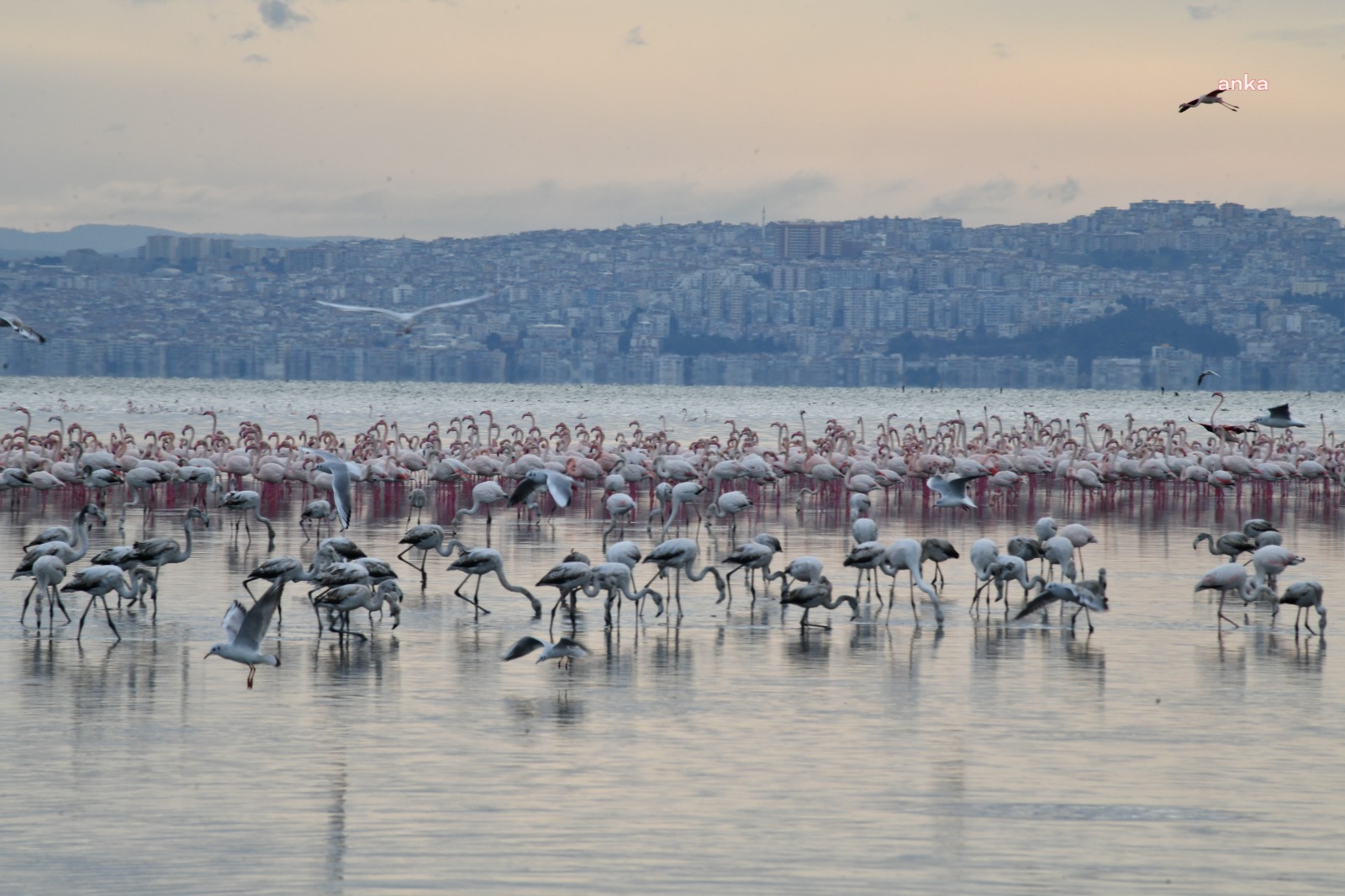 GEDİZ DELTASI, ÇİĞLİ BELEDİYESİ’NİN GİRİŞİMİ İLE “BIRDING PLACES” AĞINA DAHİL OLDU