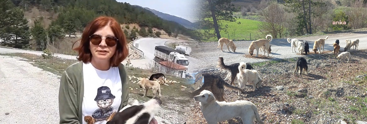 BOLU'DA TERK EDİLEN 150'DEN FAZLA KÖPEK AÇ VE SUSUZ HALDE BULUNDU