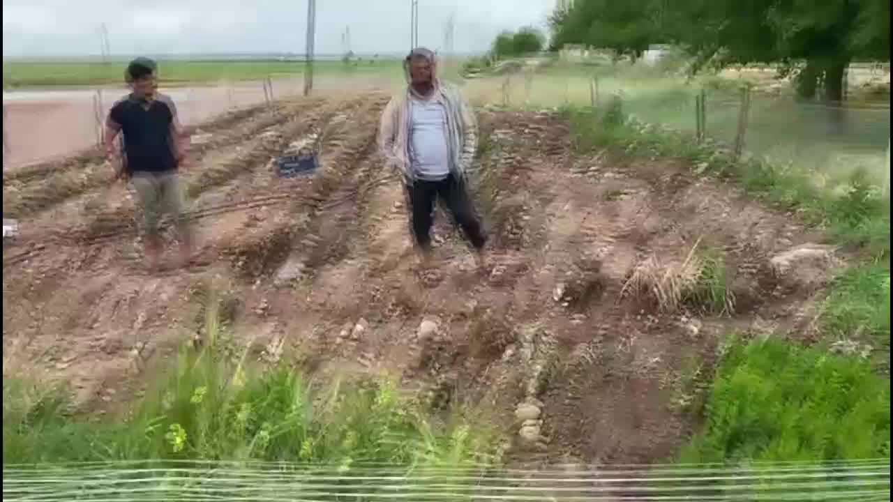 EKİNLERİ DOLUDAN ZARAR GÖREN HİLVANLILAR: “GEÇEN SENE KURAKLIK OLDU, BU SENE DOLU VURDU, EKİNLERİMİZ YOK OLDU”