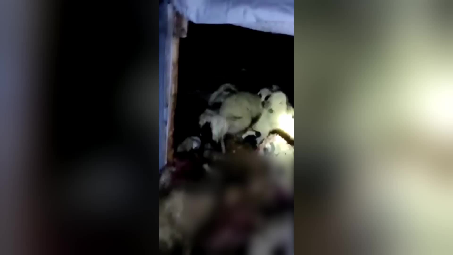 MALATYA'DA KURTLAR AĞILDAKİ 200 KOYUNU ÖLDÜRDÜ