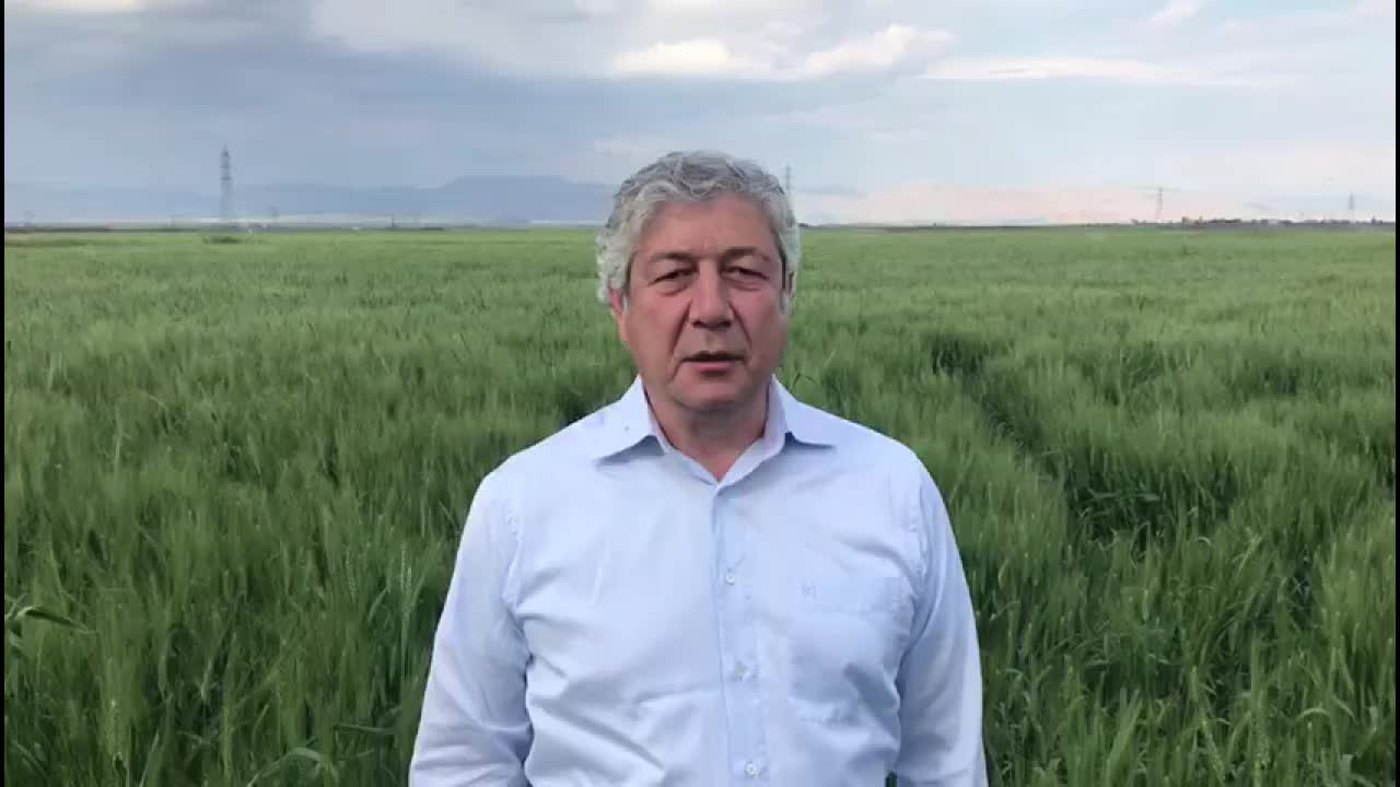 ZİRAATÇILAR, TABAN FİYATLARIN AÇIKLANMASINI BEKLİYOR: “ÇİFTİ, EKMEKLİK BUĞDAYDA TONUNU 7 BİN 870 TL’YE SATARSA PARA KAZANMIŞ OLACAK”