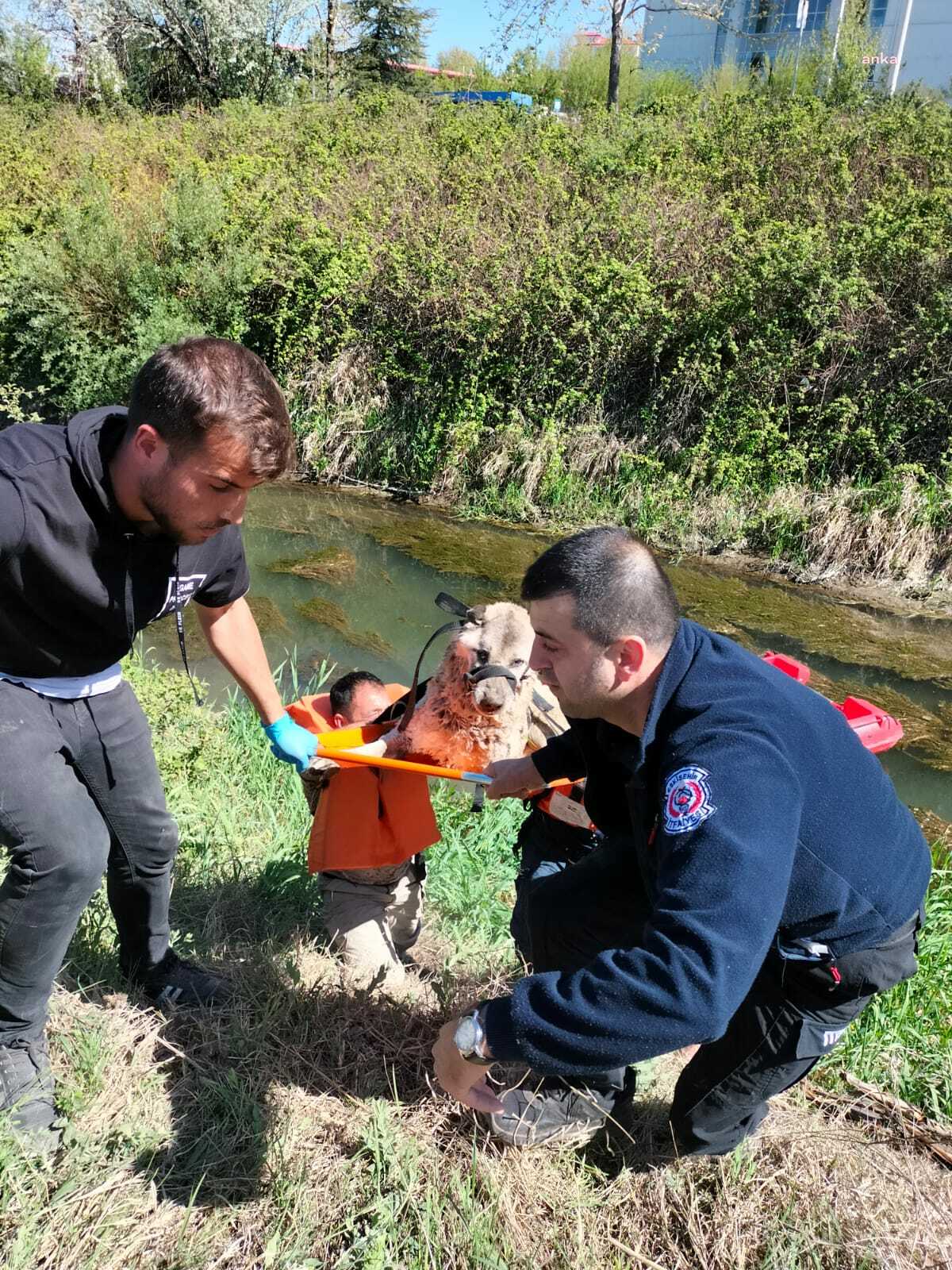 ODUNPAZARI’NDA SULAMA KANALINA DÜŞEN KÖPEK KURTARILDI