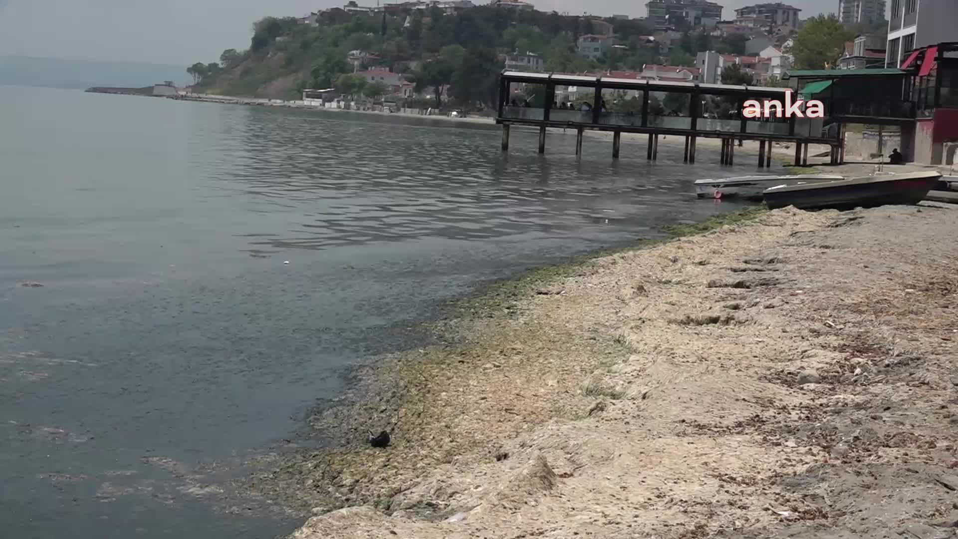 TEKİRDAĞ SAHİLLERİNE VURAN YOSUNLAR KÖTÜ KOKUYA NEDEN OLDU