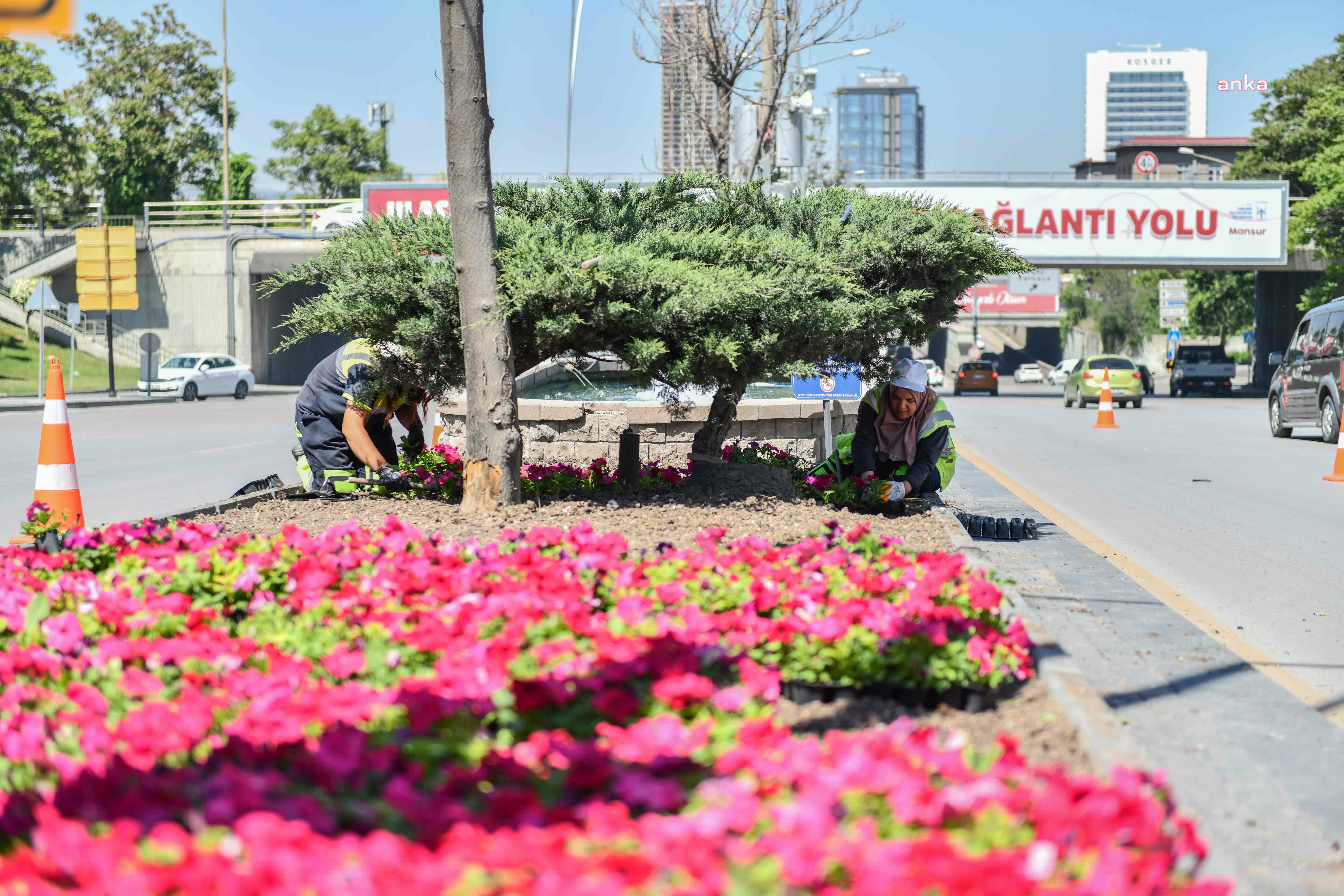ANKARA BÜYÜKŞEHİR, BAŞKENT'İ ÇİÇEKLERLE DONATIYOR