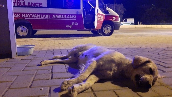 MUĞLA'DA ARABANIN ÇARPIP KAÇTIĞI HAMİLE KÖPEK VE YAVRULARI HAYATINI KAYBETTİ