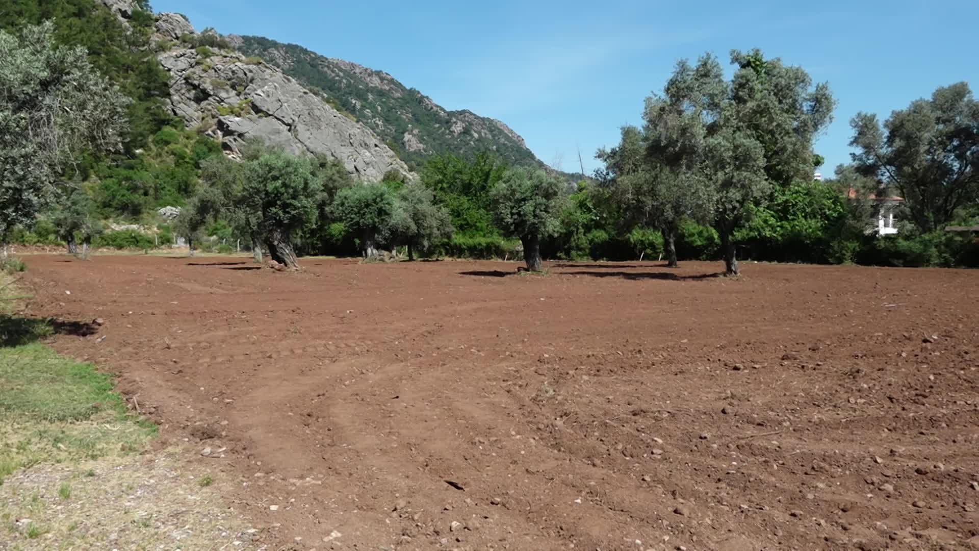 MARMARİS’TE YER FISTIĞI TOHUM TAKASI DÜZENLENDİ