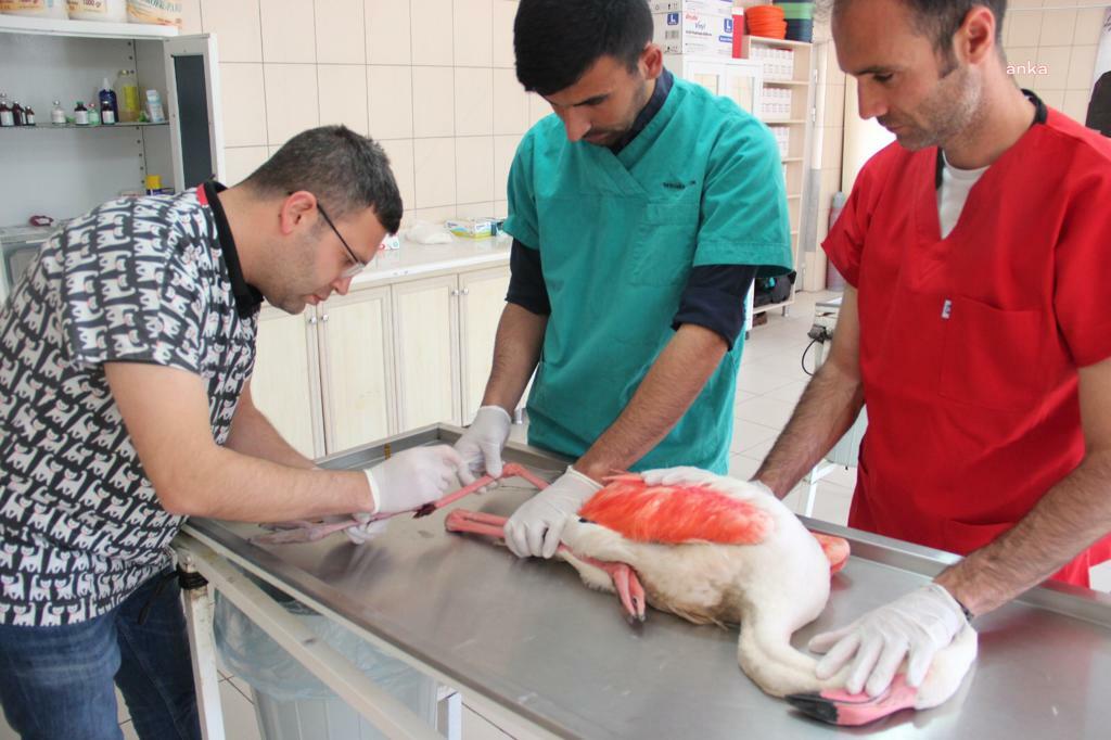 KIRŞEHİR BELEDİYESİ VETERİNER İŞLERİ MÜDÜRLÜĞÜ, YARALI FLAMİNGOYU TEDAVİ ETTİ