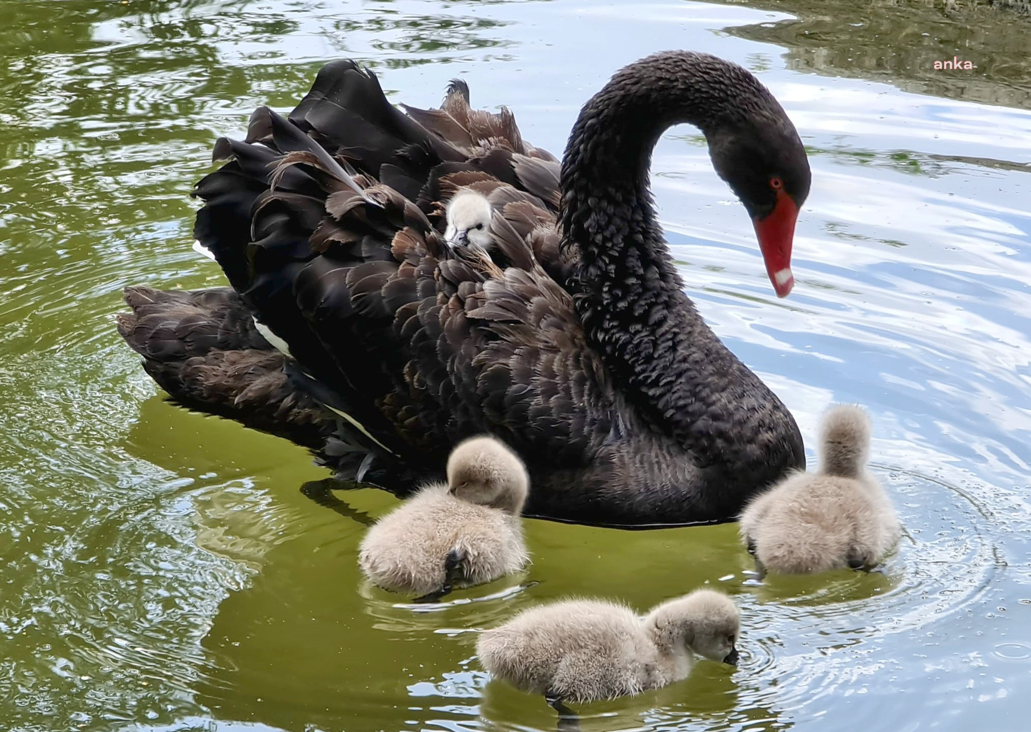 ÇANKAYA’NIN BEBEK KUĞULARI SUYLA BULUŞTU