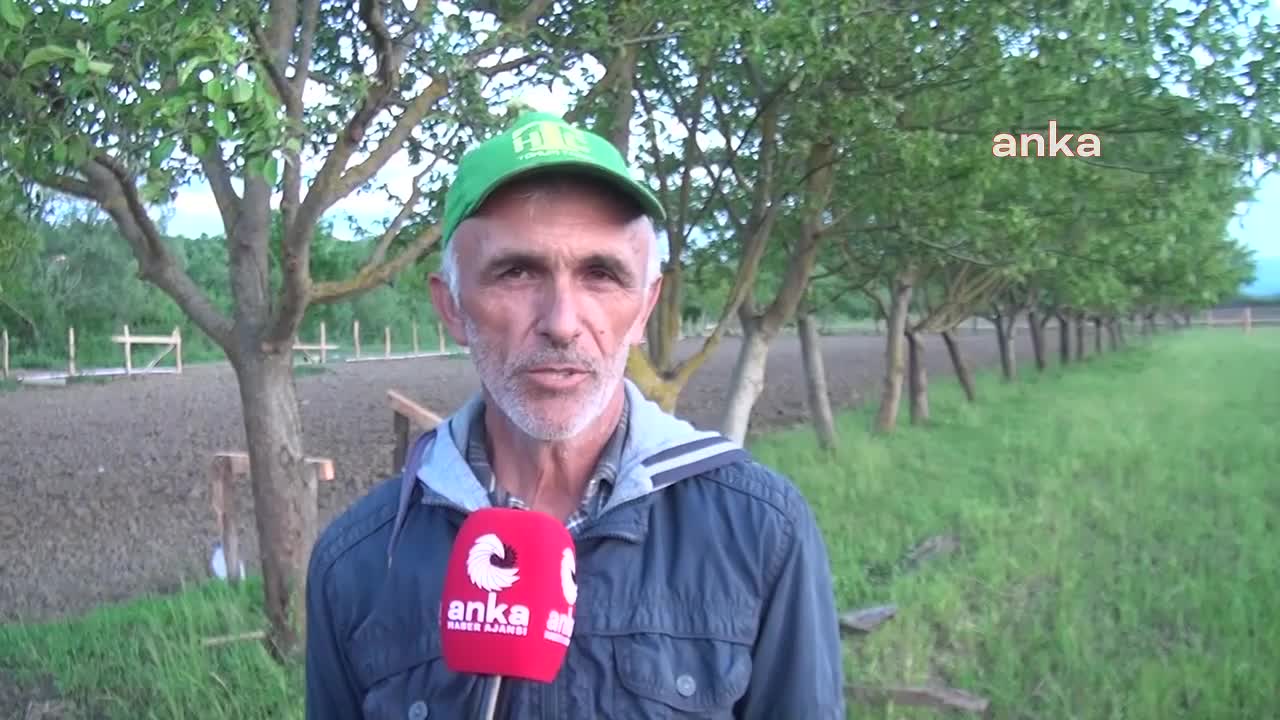 SİNOPLU ÇELTİK ÜRETİCİSİ: “KİLOSU 10 LİRA CİVARINDA OLURSA, ANCAK KURTARIR. OLMAZSA BAŞA BAŞ GİDER”