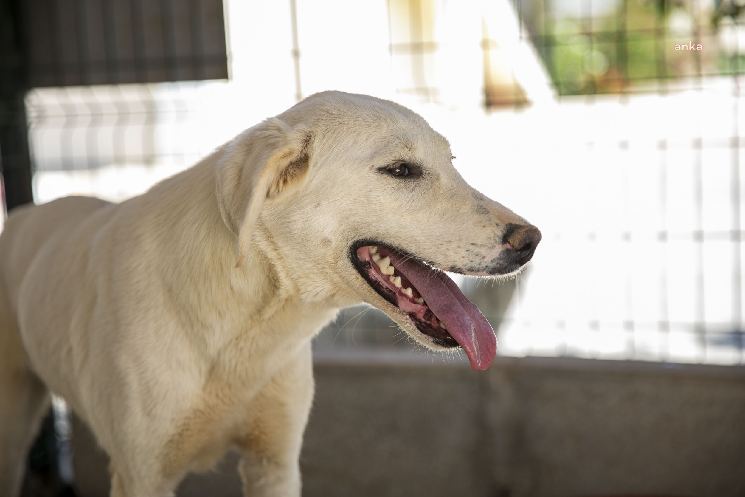 ‘PAPİ’ İSMİ VERİLEN KÖPEK SAHİBİNİ BEKLİYOR