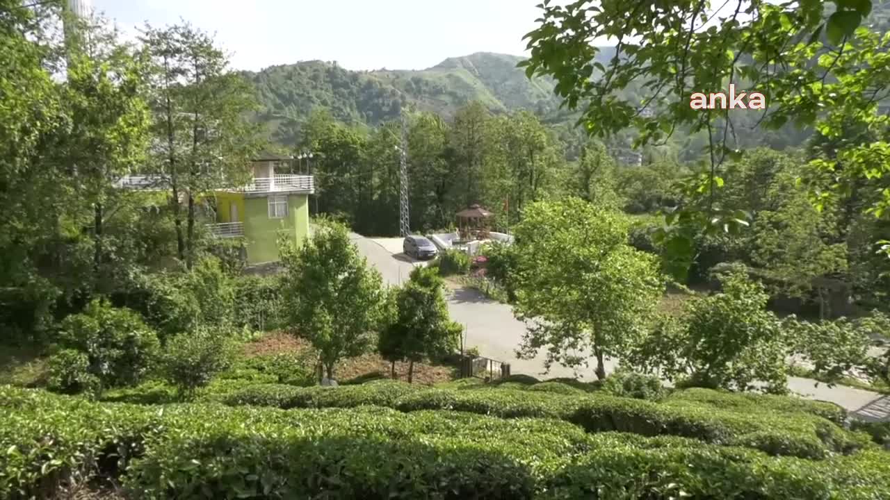 FINDIKLI’DA VATANDAŞLAR, DEREYİ KİRLETEN MANDIRAYA TEPKİ GÖSTERDİ: "BALIKLAR ÖLDÜ, KURBAĞALAR BİLE ÖTMÜYOR"