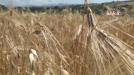 TARIM VE ORMAN BAKANLIĞI, BUĞDAY TABAN FİYATLARINI AÇIKLAMAK YERİNE SANAYİCİYE UCUZ UN SATIŞINI 3 AY DAHA UZATTI