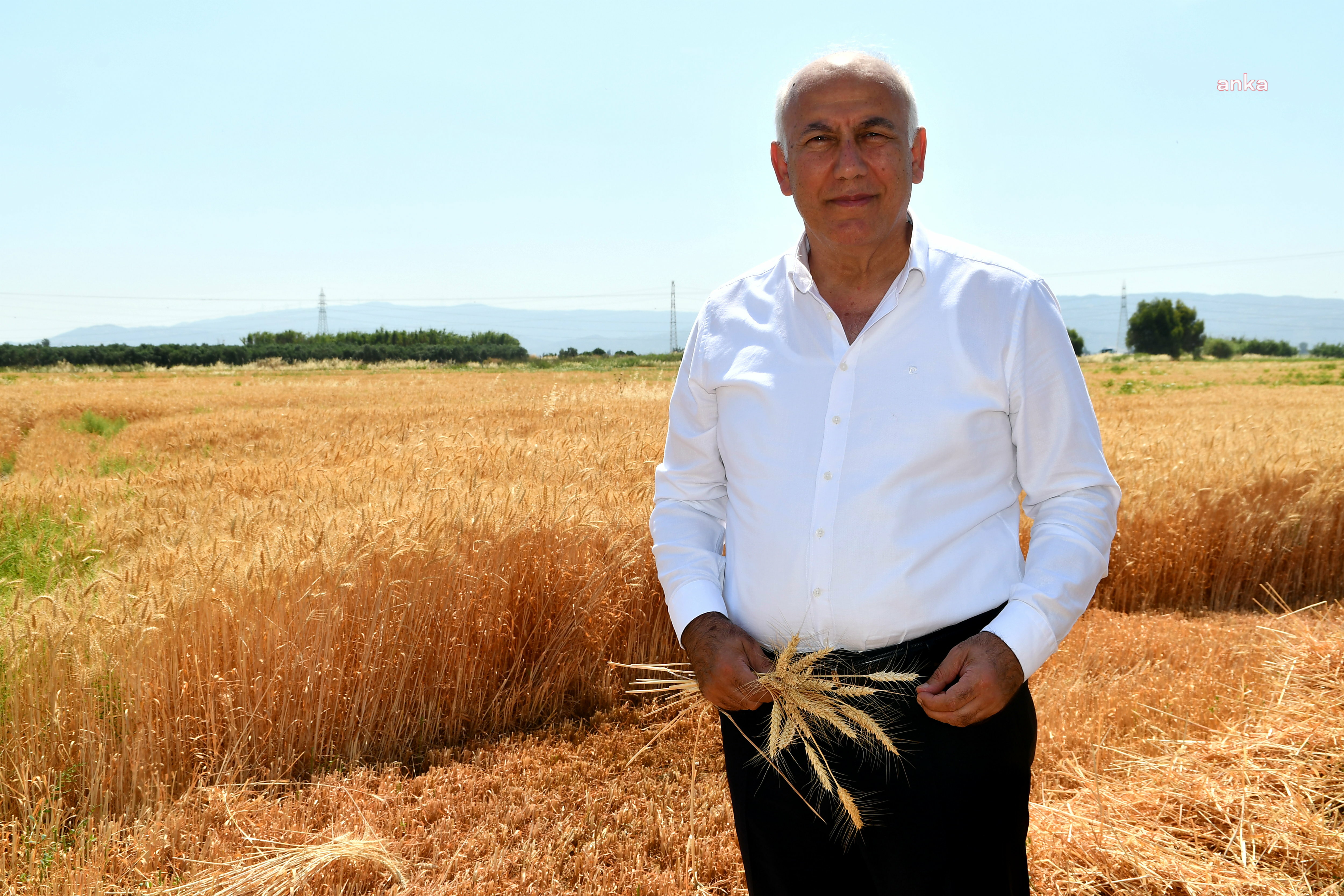SÖKE BELEDİYESİ'NDEN BUĞDAY HASADI