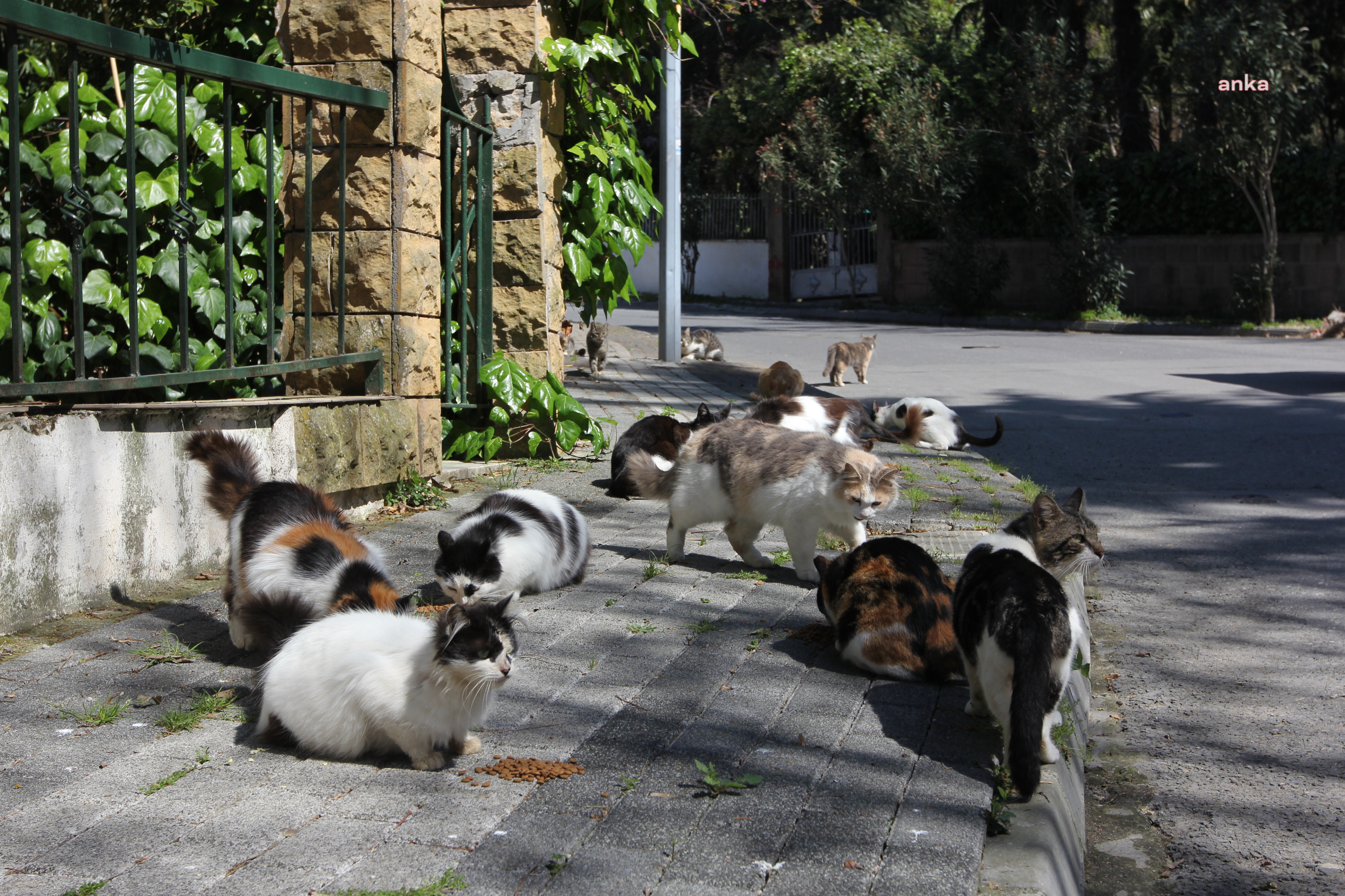 ADALAR BELEDİYESİ, KEDİ ÖLÜMLERİNE YOL AÇAN SALGIN İDDİASINI YALANLADI