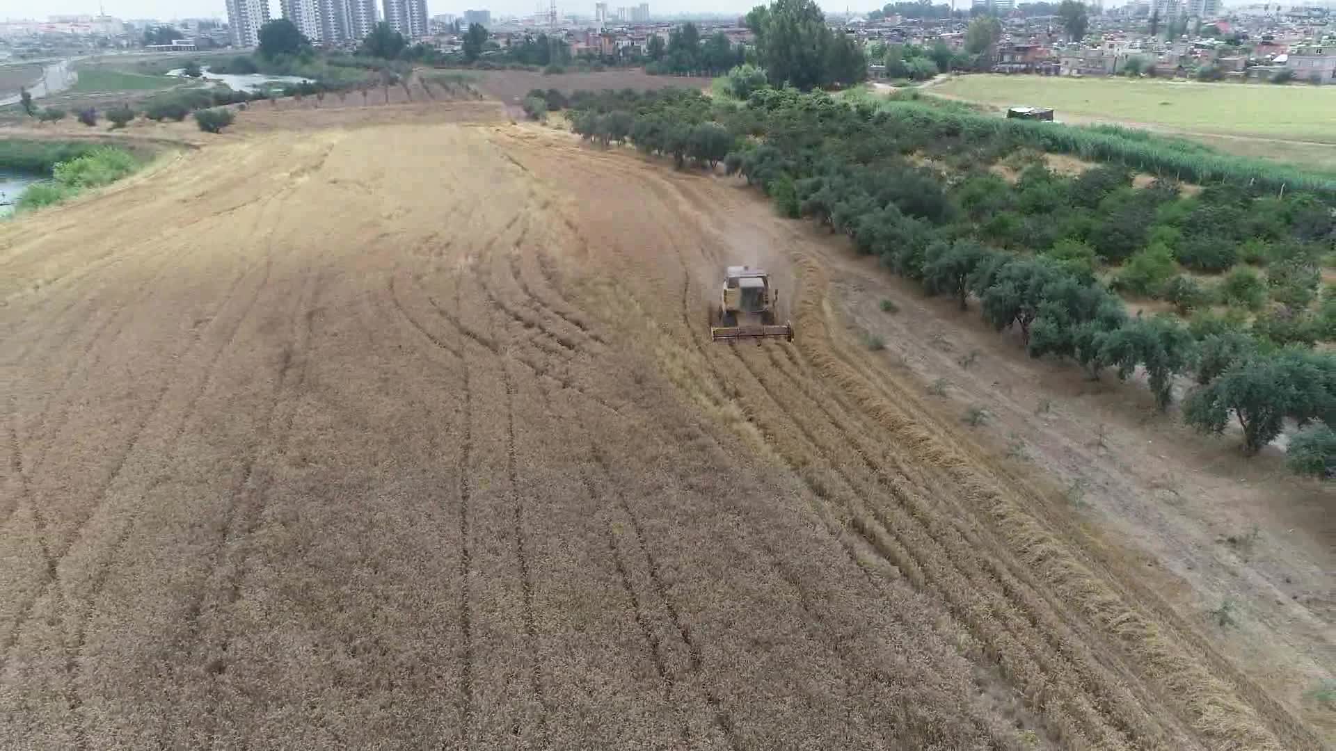 TARSUS’TA BELEDİYE ARAZİLERİNE EKİLEN BUĞDAYLARIN HASADI YAPILDI