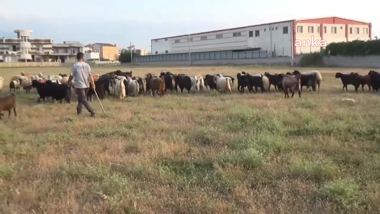 OSMANİYELİ BESİCİ: BU SENE KURBANLIK SATIŞLARIMIZ AZALDI, YÜZDE 30 AŞAĞI DÜŞTÜ