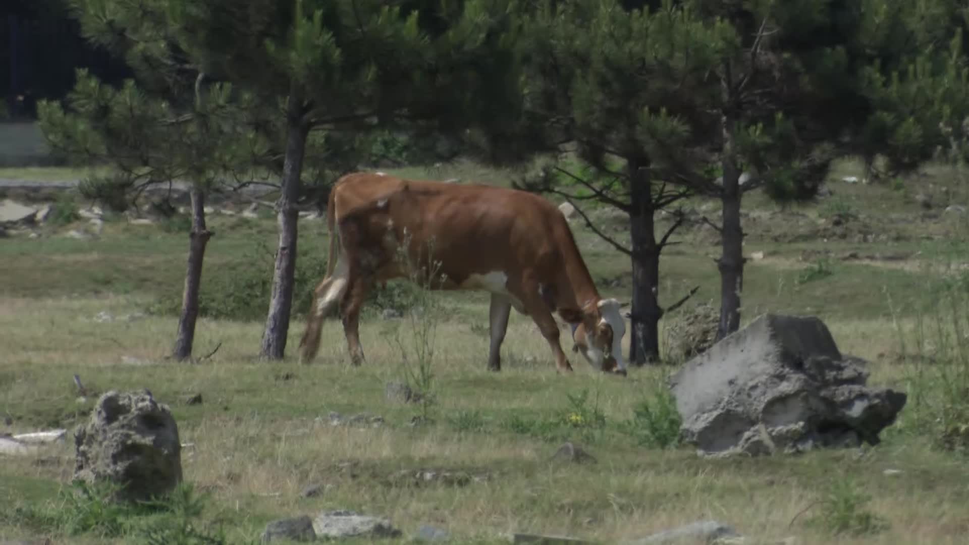 ORDU BÜYÜKŞEHİR BELEDİYESİ'NE, 15 MİLYON TL HARCAYIP VAZGEÇTİĞİ BOTANİK PARK TEPKİSİ: "PARAMIZLA BİZE EZİYET ÇEKTİRİLİYOR, HALKIN PARASI ÇARÇUR EDİLİYOR"