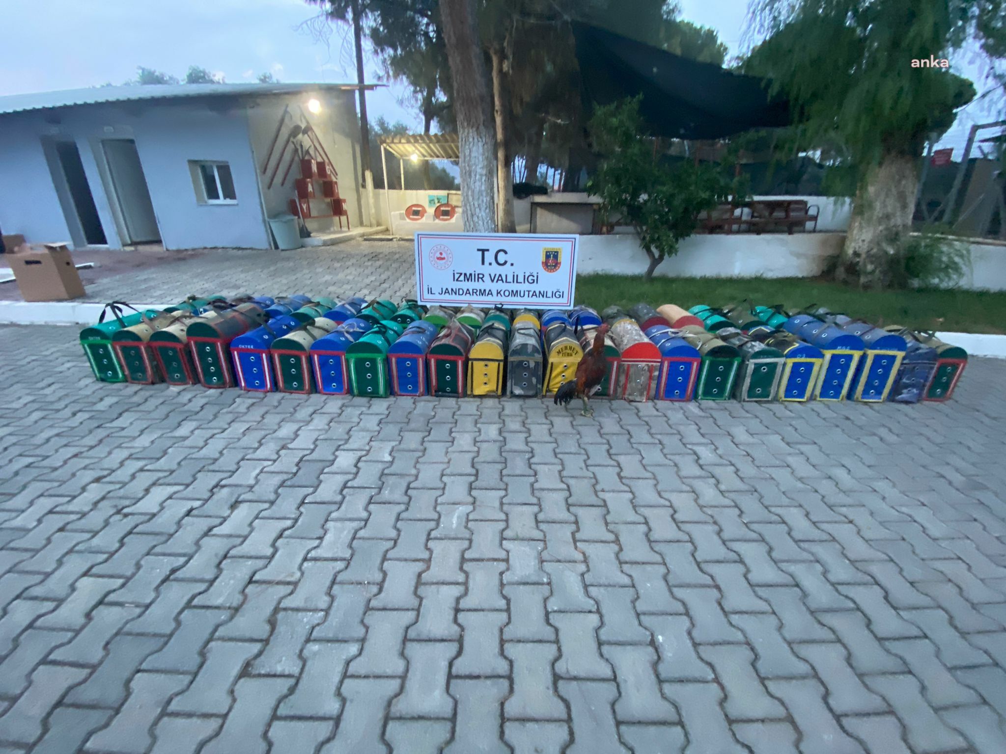 İZMİR'DE HOROZ DÖVÜŞÜ BASKINI: 46 KİŞİYE 60 BİN 904 LİRA CEZA KESİLDİ